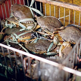 4. Crustaceans or Shellfish