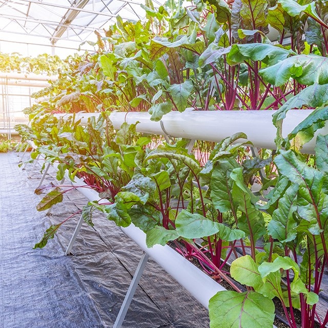 Vertical Gardens on the Rise Vertical Gardens on the Rise