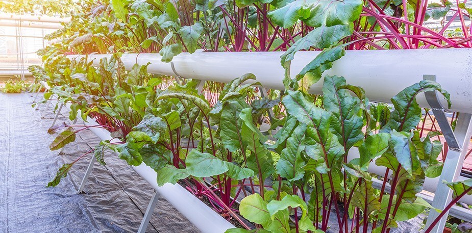 Vertical Gardens on the Rise