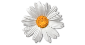 Chamomile