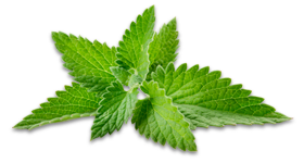 Spearmint