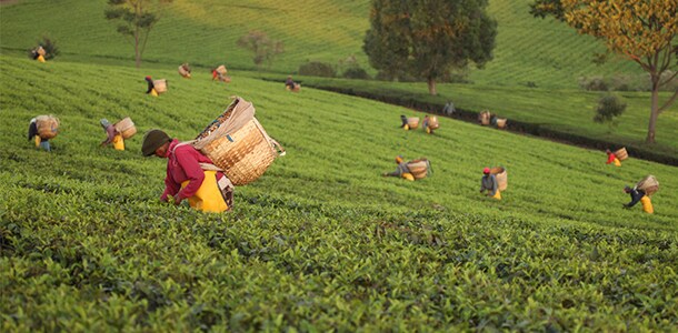 Tea Origins Tea Origins