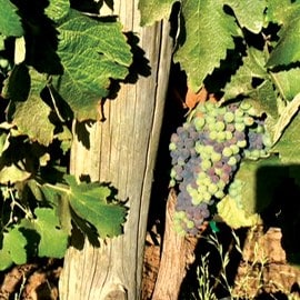 Wines Wines