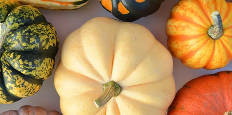 Seasonal Ingredients - squash Seasonal Ingredients - squash